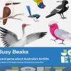 Busy Beaks