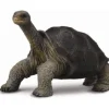 CollectA | Tortoise Pinta Island (M)