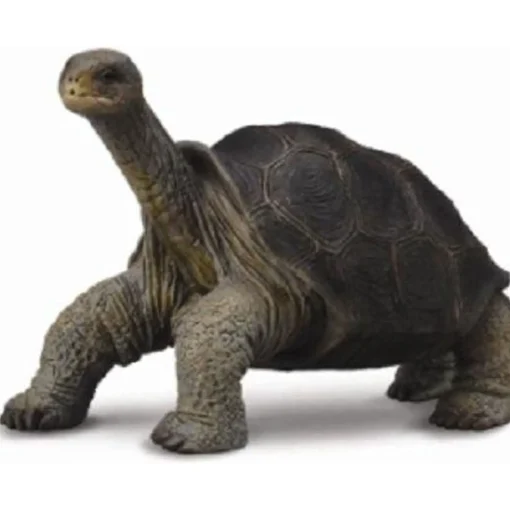 CollectA | Tortoise Pinta Island (M)
