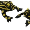 Corroboree Frog (18cm)