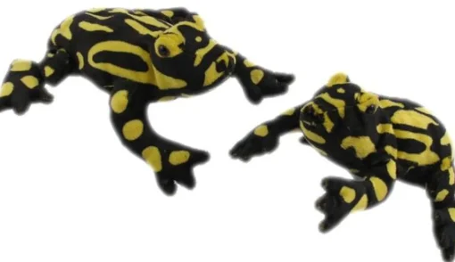 Corroboree Frog (18cm)