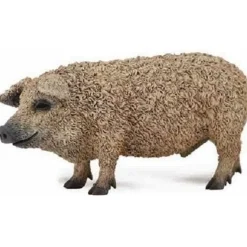 Hungarian Pig (M)