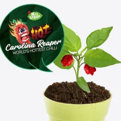 Mrs Greens | Carolina Reaper Chilli Growing Kit: The World's Hottest Chilli
