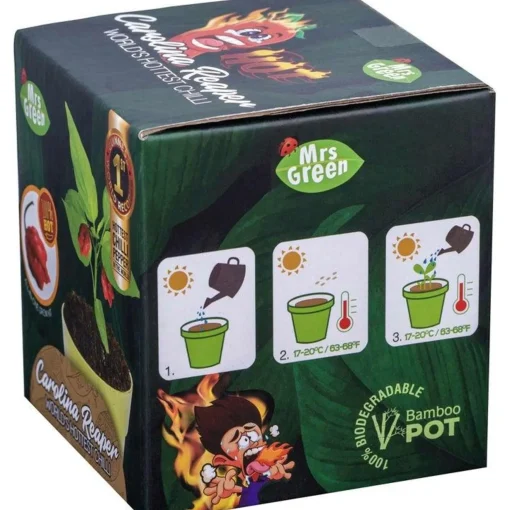 Mrs Greens | Carolina Reaper Chilli Growing Kit: The World's Hottest Chilli