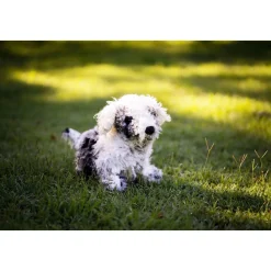 Shih Tzu Dog Puppet